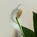 Spathiphyllum wallisii Blüte