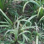 Pandanus purpurascens Blatt