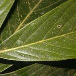 Ocotea mollifolia Leaf