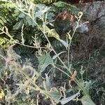 Atriplex micrantha Blad