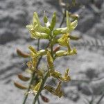 Astragalus pachypus 花