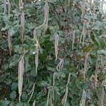 Garrya elliptica Habit