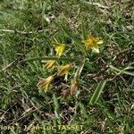Gagea reverchonii Habit