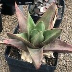 Gasteria excelsa Hostoa