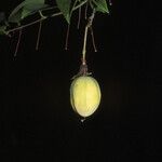 Passiflora laurifolia Fruit