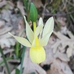 Narcissus triandrus Blomst