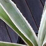 Agave vivipara Leaf