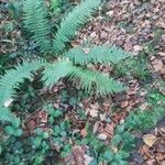 Polystichum aculeatumFolla