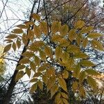 Aralia spinosa Blatt