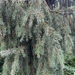 Picea breweriana Folha