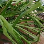 Albuca bracteata Hostoa