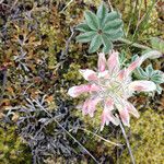 Trifolium macrocephalum Kukka