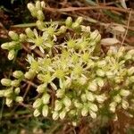 Sedum sediforme Flor