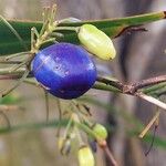 Dianella ensifoliaFruit