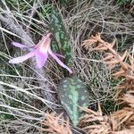 Erythronium dens-canisLeaf