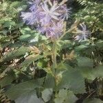 Lactuca alpina Flower