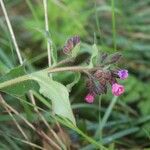 Pulmonaria affinis ᱵᱟᱦᱟ