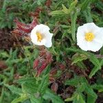 Cistus monspeliensisFloare