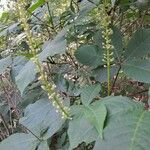 Aesculus parviflora Flower