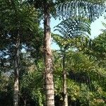 Caryota urens Habitus