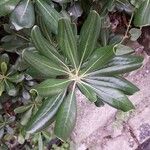 Pittosporum tobira Leaf