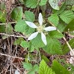 Rubus ursinus 花
