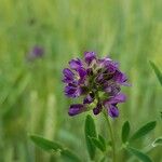 Medicago sativa Blomst