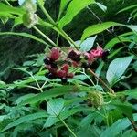 Lonicera involucrata Fruct