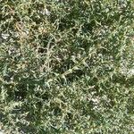 Salsola soda Hoja