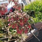 Kalanchoe daigremontiana Flower