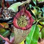 Nepenthes mirabilis ᱥᱟᱠᱟᱢ