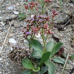 Limonium auriculiursifolium Хабит