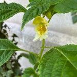 Impatiens scabrida Flor