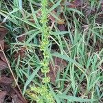 Rumex palustris Flower