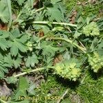 Alchemilla fissa Annet