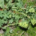 Alchemilla fissa Other