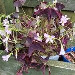 Oxalis triangularis Blüte