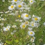 Erigeron annuus Habitat