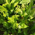 Geum macrophyllum Likasa