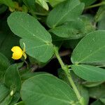 Chamaecrista rotundifolia 形態