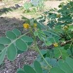 Senna obtusifolia Flor