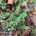 Galium rotundifolium Φύλλο