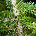 Picea abies বাকল