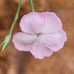 Dianthus gyspergerae Квітка