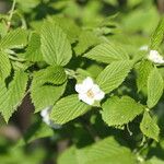 Rhodotypos scandens Leaf