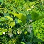 Solanum caavurana Hoja