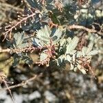 Acacia baileyana Leaf