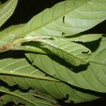 Bertiera bracteosa Leaf