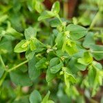 Euphorbia peplus Kvet