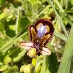 Ophrys speculum Blodyn